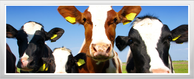 Cattle Management Agriculture Training Program