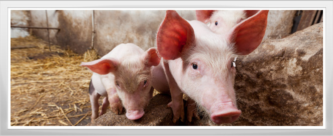 Pig Farm Agriculture Training Program